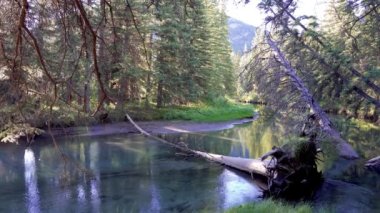 Yeşil çam ağaçlarında sakin bir nehir ormanı, güneş ışığı suya yansıyor. Fenland Patikası yaz güneşli bir günde. Banff Ulusal Parkı, Kanada Kayalıkları, Alberta, Kanada.