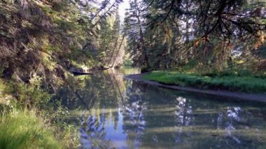 Yeşil çam ağaçlarında sakin bir nehir ormanı, güneş ışığı suya yansıyor. Fenland Patikası yaz güneşli bir günde. Banff Ulusal Parkı, Kanada Kayalıkları, Alberta, Kanada.