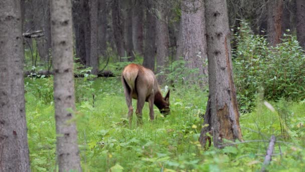 Vitello Alce Selvatico Foraggiamento Nella Foresta Mangiare Erbacce Guarda Attento — Video Stock