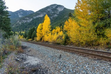 Sonbahar yeşillik mevsiminde demiryolu manzarası. Banff Ulusal Parkı, Canadian Rockies, Alberta, Kanada. Turuncu, sarı, altın rengi ağaçlar.