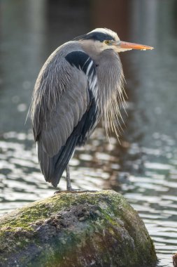 Gri balıkçıl bir kayanın üzerinde duruyor..