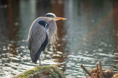 Gri balıkçıl bir kayanın üzerinde duruyor..