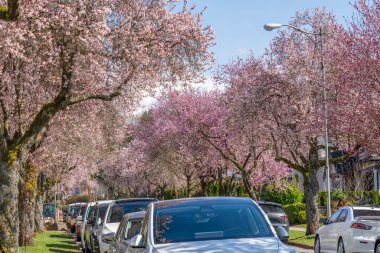 Vancouver şehrinin kiraz çiçekleri 22. Batı Bulvarı, Arbutus Ridge yerleşim bölgesinde çiçek açıyor. BC, Kanada.