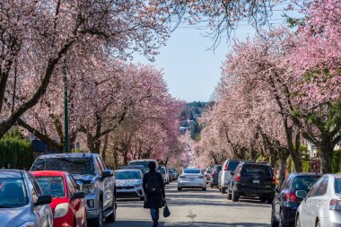 Vancouver, BC, Kanada - MAR 29 2021: 22. Batı Bulvarı, Arbutus Ridge yerleşim bölgesinde güzel bir çiçek açtı.