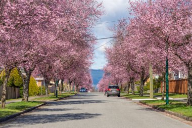 Vancouver, BC, Kanada - MAR 29 2021: 22. Batı Bulvarı, Arbutus Ridge yerleşim bölgesinde güzel bir çiçek açtı.