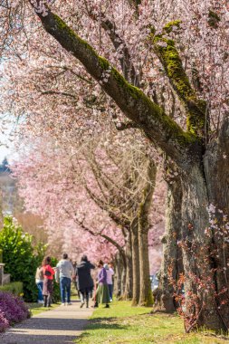 Kiraz ağacı üst üste çiçek açar. Batı 22. Cadde 'de kiraz çiçeklerinin tadını çıkaran insanlar. Vancouver şehri, BC, Kanada.