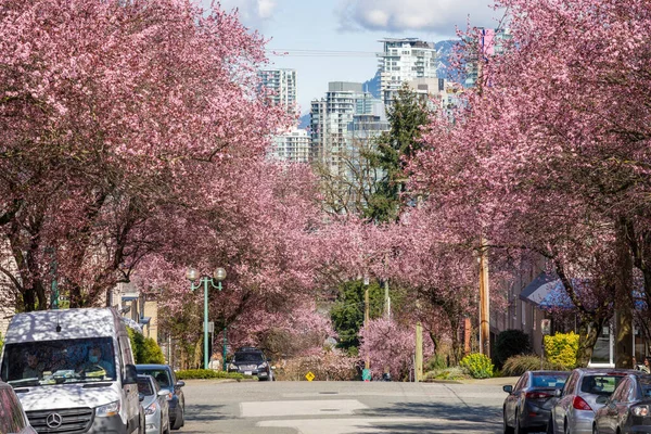 Vancouver, BC, Canadá - 29 MAR 2021: Flor de cerezo en flor en Vancouver City Fairview district West 7th Avenue. — Foto de Stock