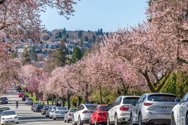 Vancouver, BC, Canadá - 29 MAR 2021: Flor de cerezo en hermosa floración completa en West 22nd Avenue, Arbutus Ridge barrio residencial. — Foto de Stock
