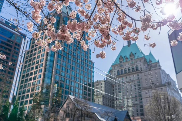 Flor de cerezo de la ciudad de Vancouver en hermosa floración completa, edificios del centro de la ciudad en el fondo. Estación Burrard. Columbia Británica, Canadá. — Foto de Stock