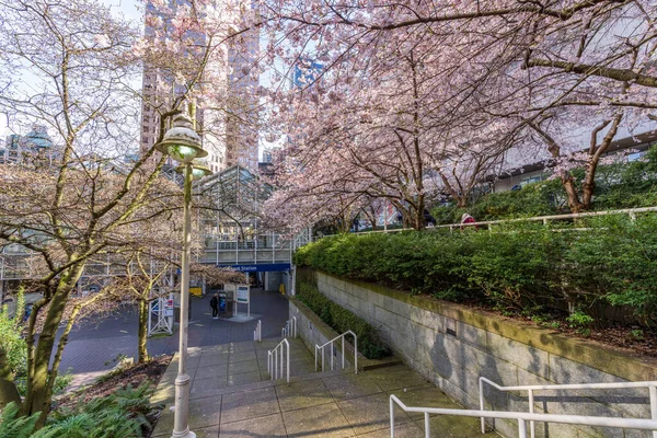 Vancouver, BC, Canadá - MAR 29 2021: Flor de cereja em flor cheia bonita na Estação Burrard, Art Phillips Park. — Fotografia de Stock