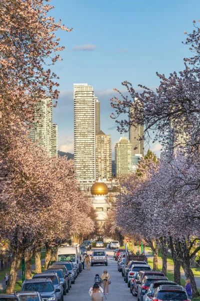 Vancouver, BC, Canadá - 29 MAR 2021: Flor de cerezo en hermosa floración completa en East 3rd Avenue, Hastings-Sunrise. Akali Singh Sikh Society Templo en el fondo. — Foto de Stock