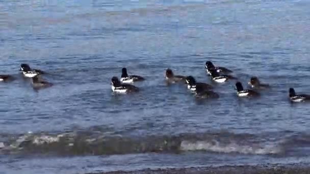 Gruppo Anatre Che Nuotano Sull Acqua Vicino Alla Spiaggia — Video Stock