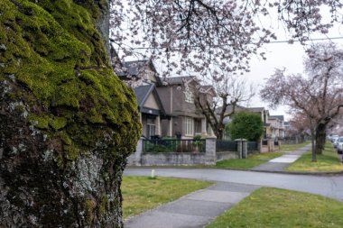 Vancouver City 'de kiraz çiçekleri çiçek açmış. BC, Kanada.