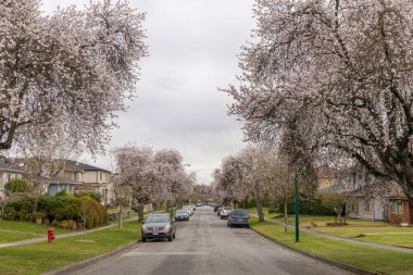 Vancouver, BC, Kanada - MAR 19 2021: Vancouver 'da kiraz çiçekleri çiçek açtı.