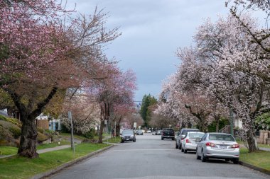 Vancouver, BC, Kanada - MAR 19 2021: Vancouver 'da kiraz çiçekleri çiçek açtı.