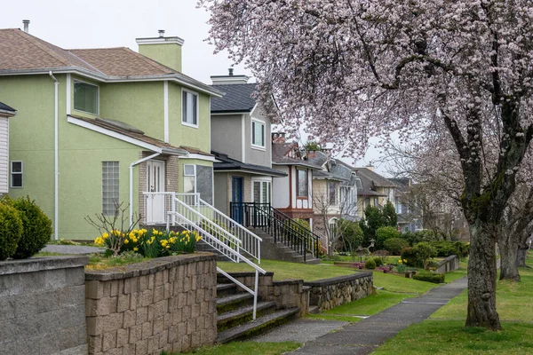 Kersenbloesem volle bloei in Vancouver stad residentiële laan. BC, Canada. — Stockfoto