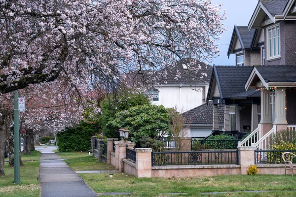 밴 쿠 우버 시의 주택가에 는 벚꽃 이 활짝 피고 있다. BC, 캐나다. — 스톡 사진