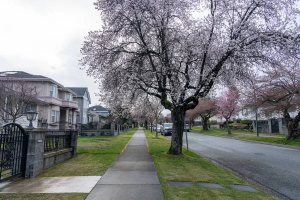 Vancouver, BC, Canadá - MAR 19 2021: Flor de cereja em plena floração na avenida residencial da cidade de Vancouver. — Fotografia de Stock