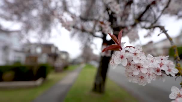 Cherry Blossom Full Bloom Vancouver City Residential Avenue Canada Springtime — Stock Video