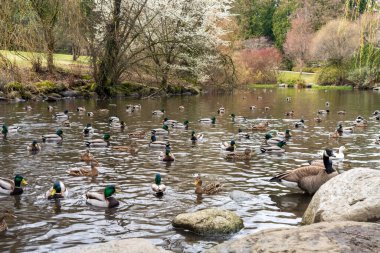 Bahar mevsiminde kiraz çiçekli Ördek Göleti. Kraliçe Elizabeth Park, Vancouver.