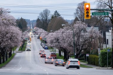 Vancouver, Kanada - MAR 20 2021: Vancouver City kiraz çiçeği mevsiminde. Granville Caddesi ve Batı 16. Cadde, bahar zamanı..