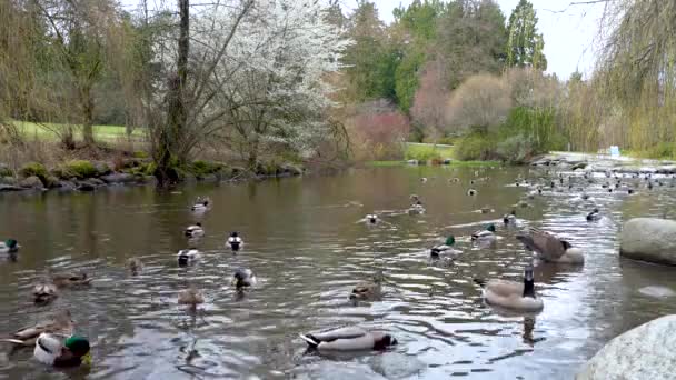 Duck Pond Cherry Blossom Spring Time Season Queen Elizabeth Park — Stock video