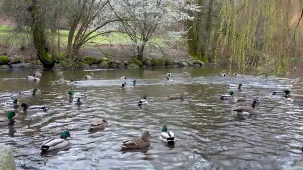 Staw Kaczany Wiśniowym Kwiecie Sezonu Wiosennego Królowa Elżbieta Park Vancouver — Wideo stockowe