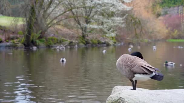春の桜の時期には カナダのガチョウの掃除やアヒルの池の近くの羽の世話をします バンクーバーのクイーンエリザベスパーク — ストック動画
