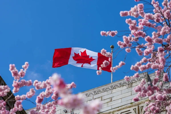 Государственный флаг Канады и цветение вишни в полном расцвете. Концепция городской жизни канадских городов весной. Городская ратуша Ванкувера. — стоковое фото