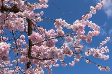 Pembe çifte kiraz çiçekleri tamamen çiçek açar..