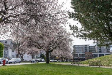 Vancouver, BC, Kanada - 26 Mart 2021: Baharda Jim Everett Memorial Park. Çiçek açmış kiraz çiçekleri..