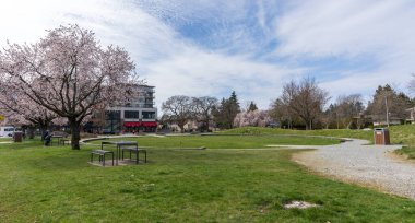 Vancouver, BC, Kanada - 26 Mart 2021: Baharda Jim Everett Memorial Park. Çiçek açmış kiraz çiçekleri..