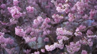 Kapalı pembe çifte kiraz çiçekleri tamamen çiçek açar..