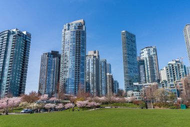 Bahar mevsiminde David Lam Park. Gökdelenler ve kiraz çiçekleri. Kiraz ağaçları çiçek açmış. Vancouver, BC, Kanada. 31 Mart 2021
