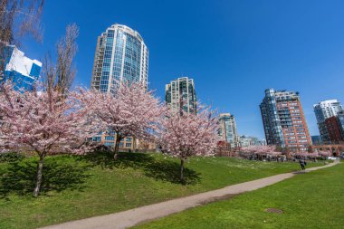 Bahar mevsiminde David Lam Park. Gökdelenler ve kiraz çiçekleri. Kiraz ağaçları çiçek açmış. Vancouver, BC, Kanada. 31 Mart 2021