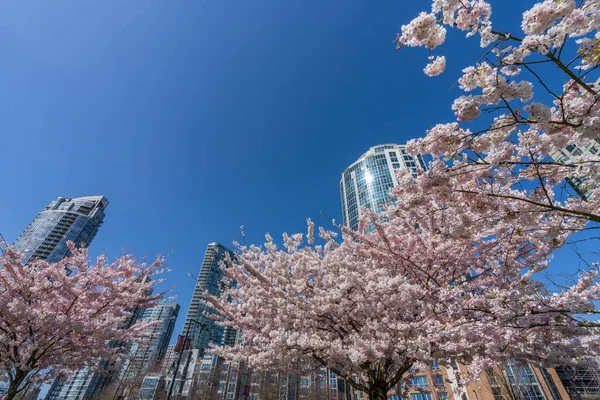 David Lam Park en primavera. Rascacielos y flores de cerezo. Flores de cerezos en plena floración. Vancouver, BC, Canadá. 31 de marzo de 2021 — Foto de Stock