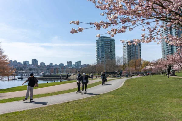 Vancouver, BC, Kanada - 31. März 2021: David Lam Park im Frühling. Wolkenkratzer und Kirschblüten. Kirschbäume blühen in voller Blüte. — Stockfoto