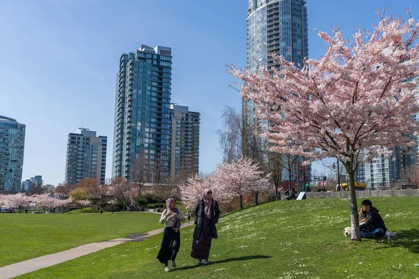 Vancouver, BC, Canadá - 31 de marzo de 2021: David Lam Park en la temporada de primavera. Rascacielos y flores de cerezo. Flores de cerezos en plena floración. — Foto de Stock