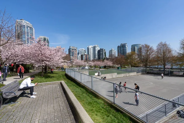 Vancouver, BC, Canadá - 31 de marzo de 2021: David Lam Park Tennis and Basketball Courts. Flores de cerezos en plena floración. La gente está haciendo actividades de ocio aquí en primavera.. — Foto de Stock