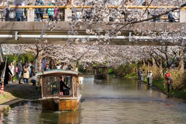 Kyoto, Japonya - 3 Nisan 2025: Fushimi Jikkokubune teknesi, kiraz çiçekleriyle dolu bir kanal boyunca geleneksel bir gezi..