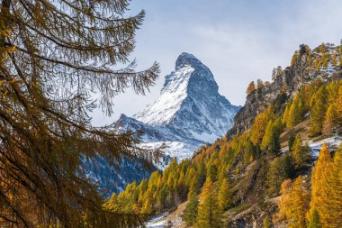 Matterhorn Dağı manzarası, güz mevsiminde altın renkli karaçam ağaçları tarafından çerçevelenmiştir. Zermatt, Valais Kantonu, İsviçre.