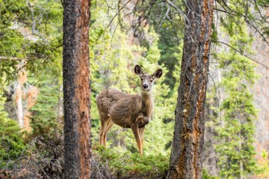 Ormanda duran katır geyiği (Odocoileus hemionus).