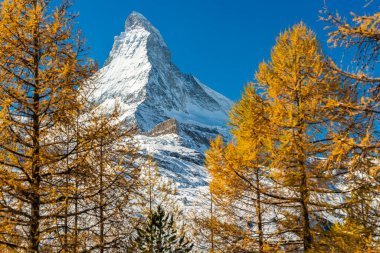 Altın sonbahar Avrupa karaçam ağaçları tarafından çerçevelenmiş Matterhorn dağı manzarası. Zermatt, Valais Kantonu, İsviçre.