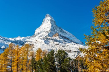 Altın sonbahar Avrupa karaçam ağaçları tarafından çerçevelenmiş Matterhorn dağı manzarası. Zermatt, Valais Kantonu, İsviçre.