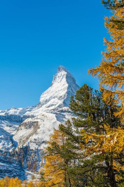 Altın sonbahar Avrupa karaçam ağaçları tarafından çerçevelenmiş Matterhorn dağı manzarası. Zermatt, Valais Kantonu, İsviçre.