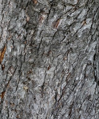 Ağaç kabuğu fotoğraf