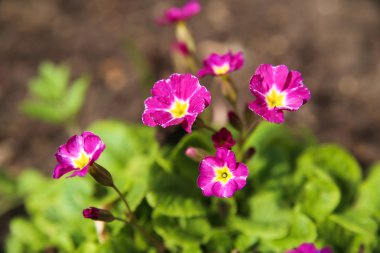 Bahçede büyük mor-sarı Petunya