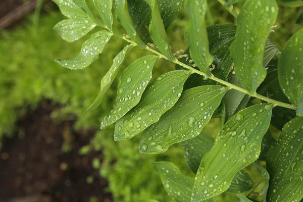 Folhagem verde após a chuva, gotas de orvalho nas folhas . — Fotografia de Stock