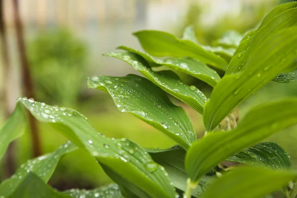 Feuillage vert après la pluie, gouttes de rosée sur les feuilles . — Photo