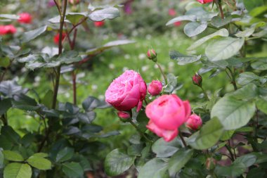 güzel çalı gülleri